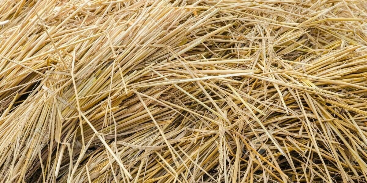 Солома Зыряновская 17 кг в тюке Эко Рай