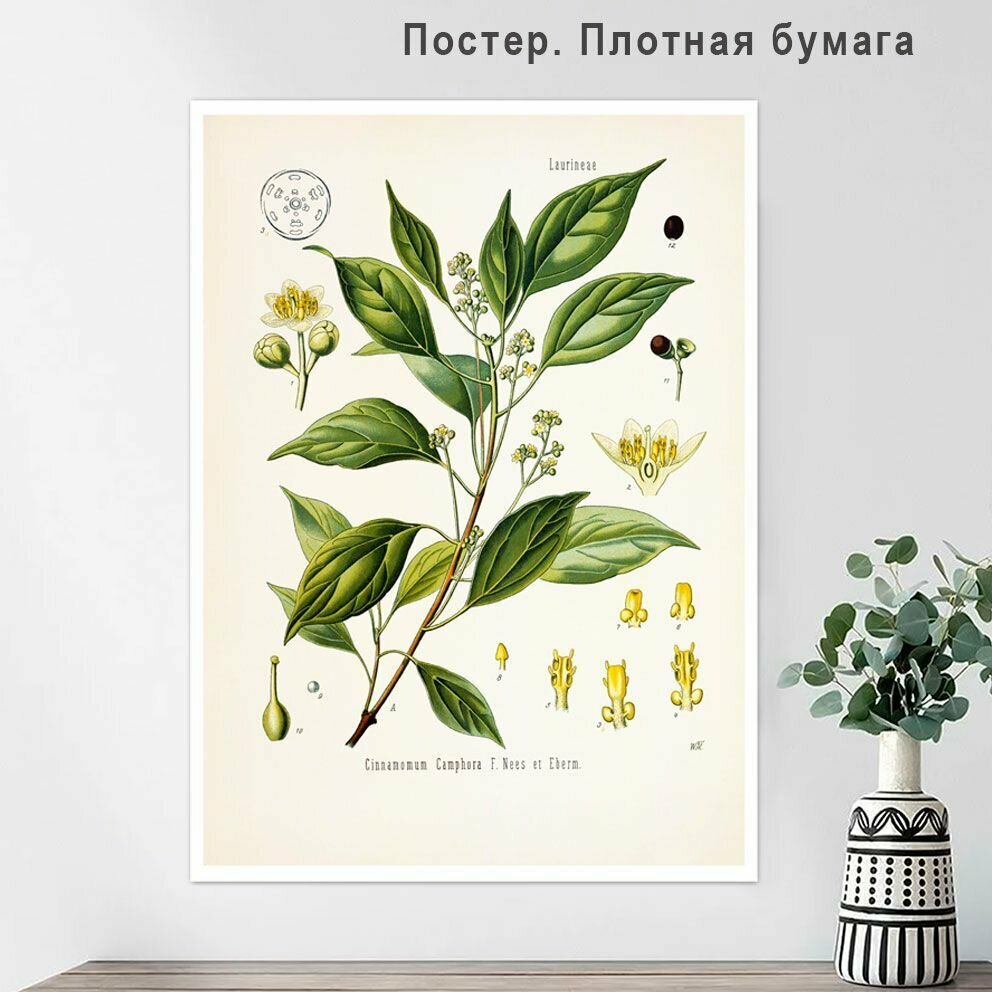 Постер, плакат Ботанические растения из иллюстраций 50х70см