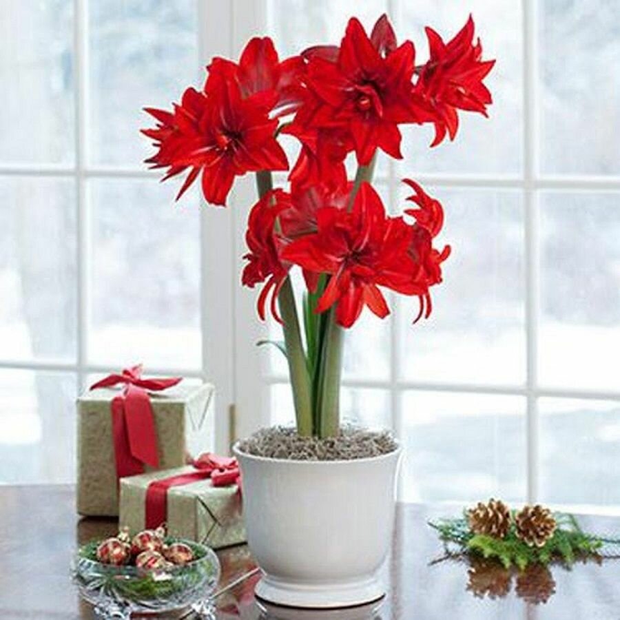 Гиппеаструм Дабл Делишез, Hippeastrum Double Delicious, Вдвойне вкусный, семена