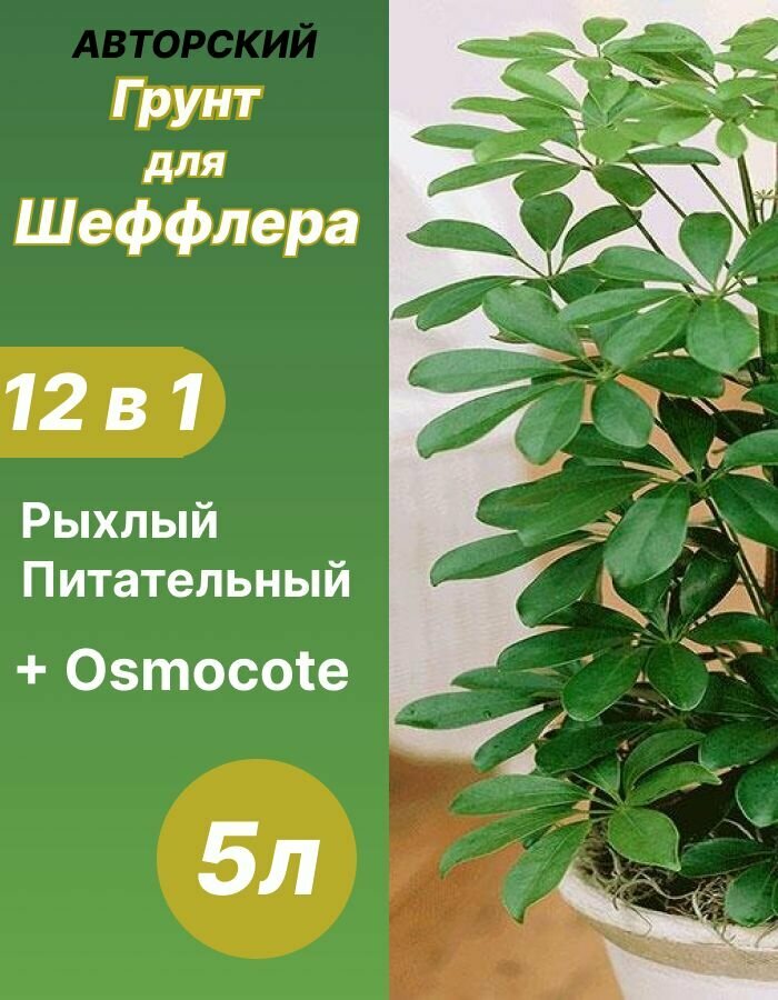 Грунт для Шеффлера 5л готовый
