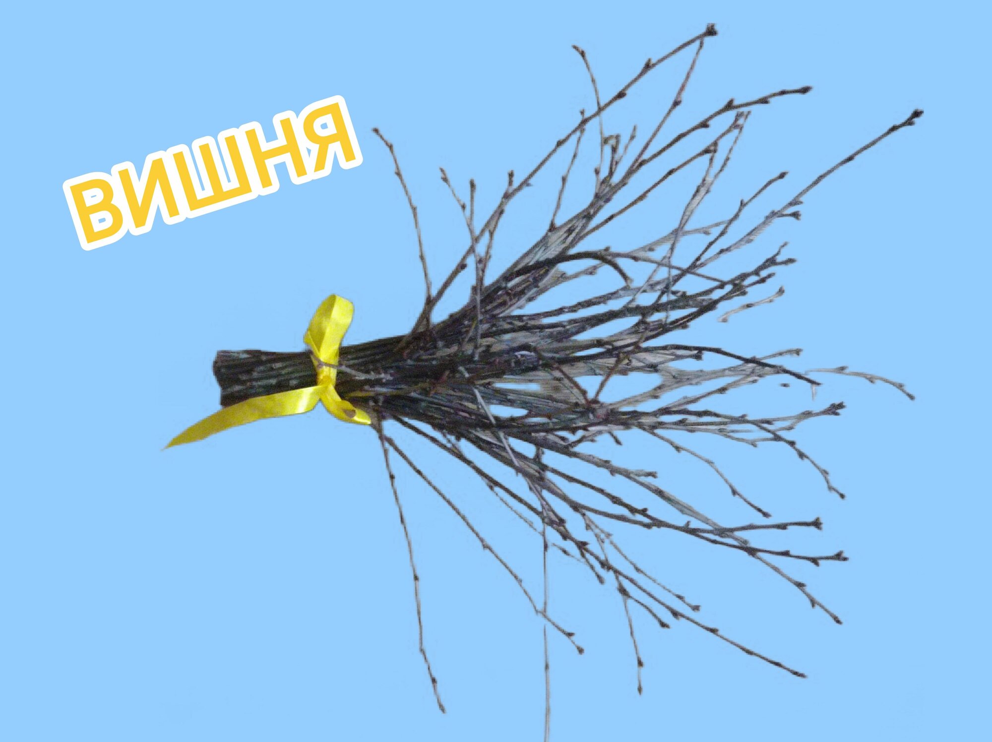 Ветки вишни.